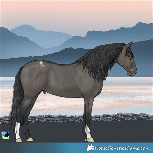 Horse Color:Grullo Appaloosa Brindle