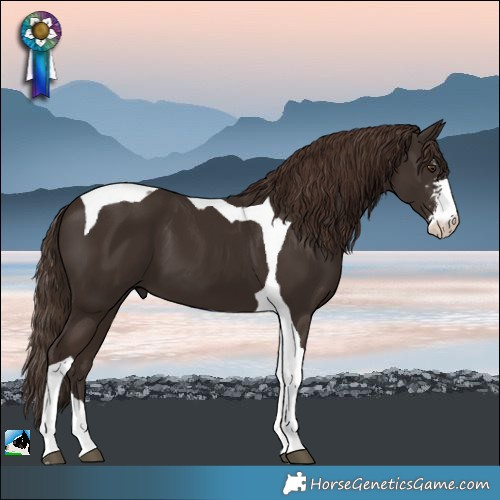 Horse Color:Liver Chestnut Sabino Tobiano 