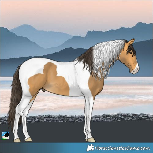 Horse Color:Buckskin Tobiano 