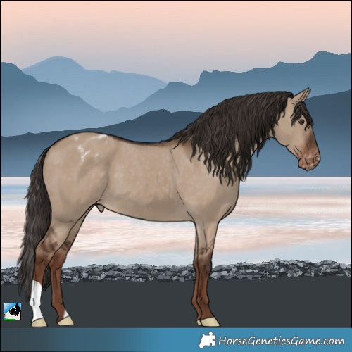 Horse Color:Liver Red Dun Appaloosa
