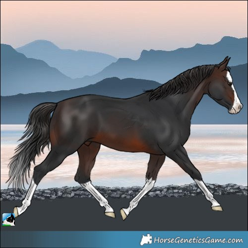 Horse Color:Brown Splash 