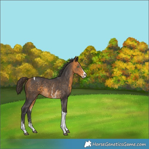 Horse Color:Buckskin Sabino Tobiano Rabicano