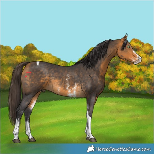 Horse Color:Buckskin Sabino Tobiano Rabicano
