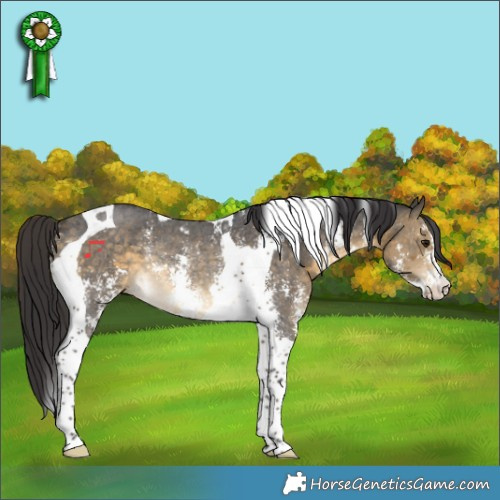 Horse Color:Buckskin Sabino Tobiano Rabicano 
