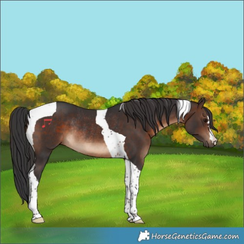 Horse Color:Brown Tobiano Rabicano