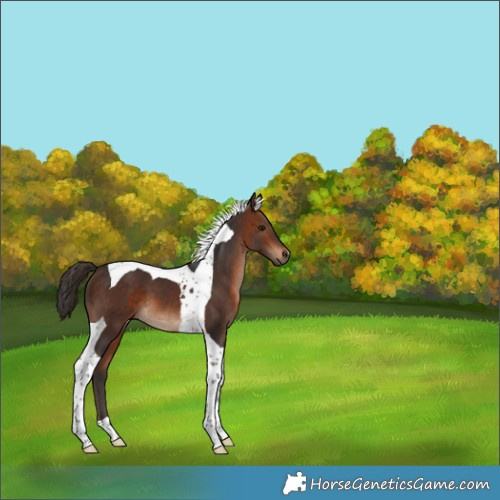Horse Color:Bay Tobiano 