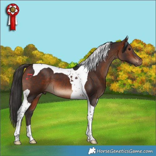 Horse Color:Bay Tobiano