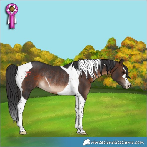 Horse Color:Brown Tobiano Rabicano 