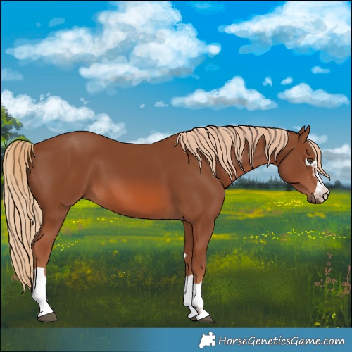 Horse Color:Chestnut 