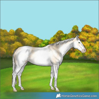 Horse Color:White Spotted Gold Cream Champagne