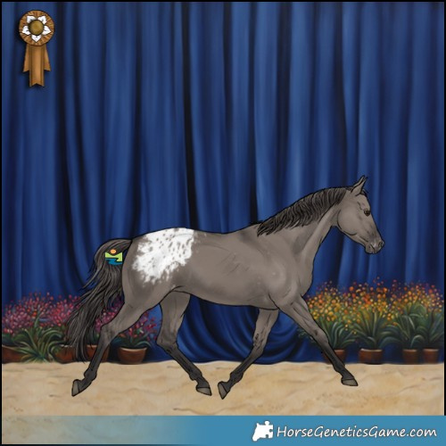 Horse Color:Smoky Grullo Blanket Rabicano