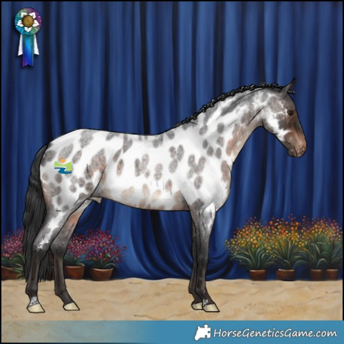 Horse Color:Brown Roan Appaloosa