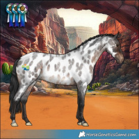 Horse Color:Brown Roan Near Leopard