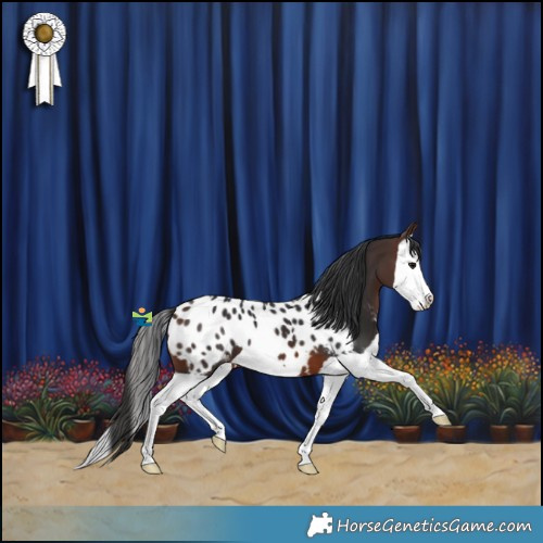 Horse Color:Brown Splash Appaloosa