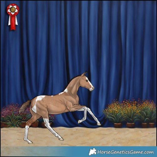 Horse Color:Red Dun Splash Tobiano 
