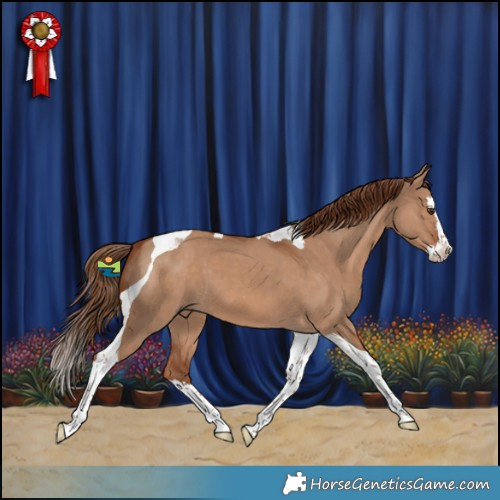 Horse Color:Red Dun Splash Tobiano