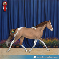 Horse Color:Red Dun Splash Tobiano 