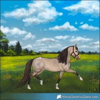 Horse Color:Bay Dun Varnish Rabicano 