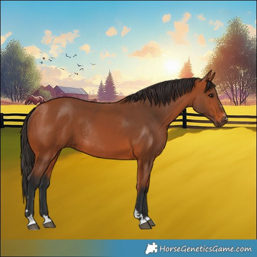 Horse Color:Bay Rabicano