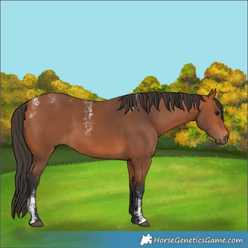 Horse Color:Powder White Bay