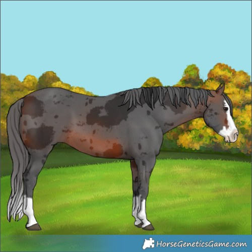 Horse Color:Brown Merle Splash 