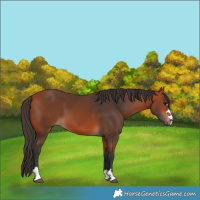 Horse Color:Bay 