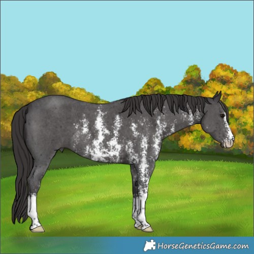 Horse Color:Smoky Black Sabino 