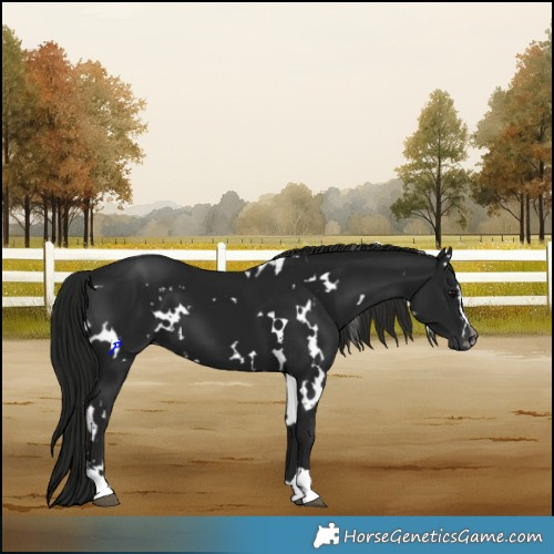 Horse Color:Gray White Spotted Black 