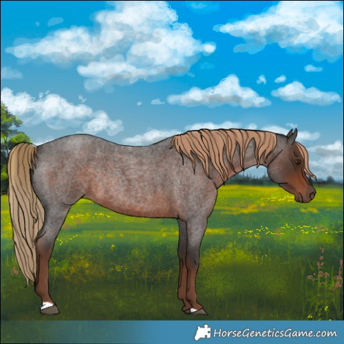 Horse Color:Liver Red Roan Rabicano 