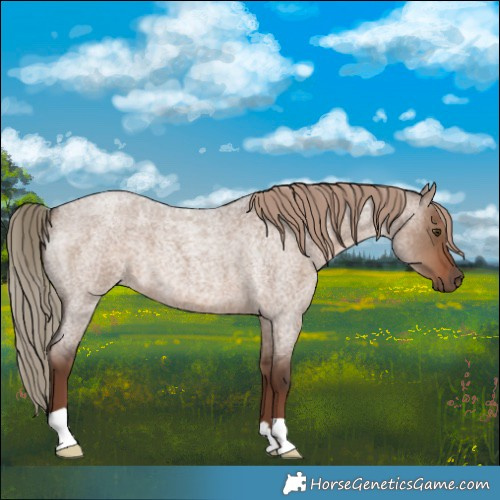 Horse Color:Liver Red Dun Roan 