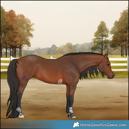 Horse Color:Bay Tobiano 