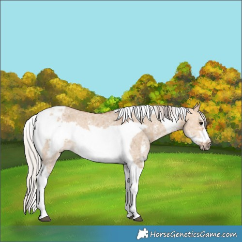 Horse Color:Silver Bay Dun Sabino Tobiano Frame Rabicano 