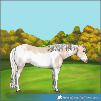 Horse Color:Silver Bay Dun Sabino Tobiano Frame Rabicano 