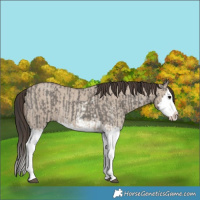 Horse Color:Grullo Sabino Splash  and Classic Champagne Dun Sabino Splash 