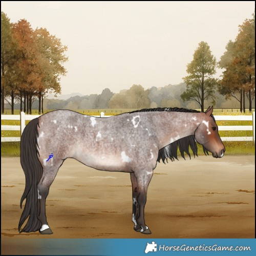 Horse Color:White Spotted Bay Roan 