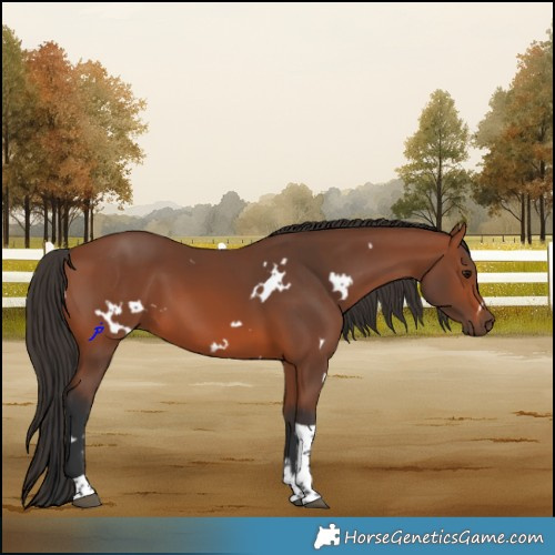Horse Color:White Spotted Bay Tobiano 