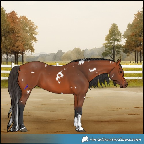 Horse Color:White Spotted Bay Tobiano Rabicano 