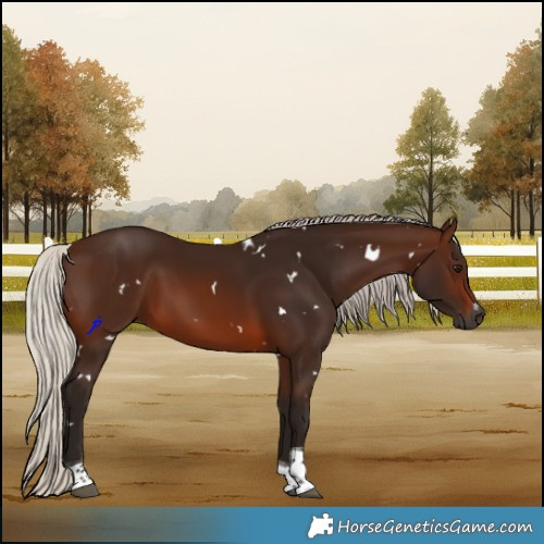 Horse Color:Gray White Spotted Silver Bay Tobiano 