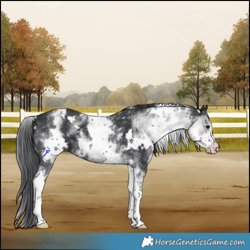 Horse Color:White Spotted Black