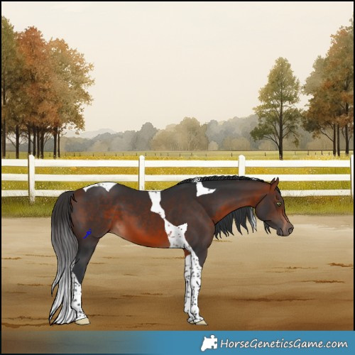 Horse Color:Bay Tobiano 
