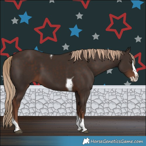 Horse Color:Liver Chestnut Splash Tobiano Rabicano 