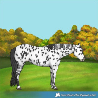 Horse Color:Black Near Leopard 