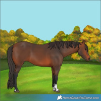 Horse Color:Bay Tobiano 