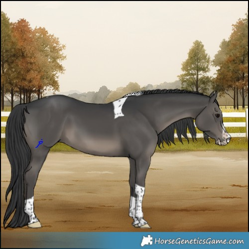 Horse Color:Black Splash Tobiano 