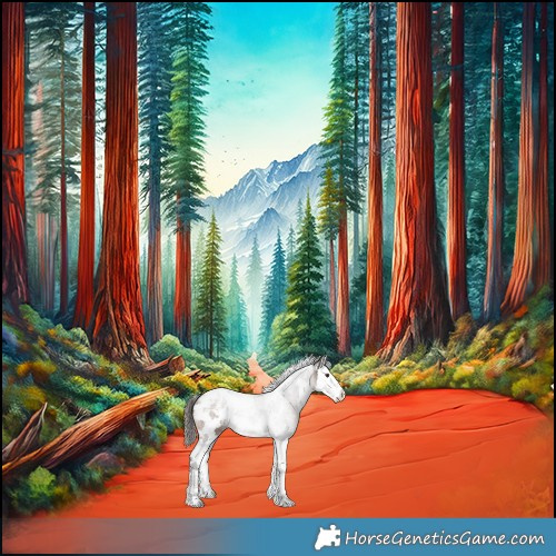 Horse Color:White Spotted Liver Chestnut Splash Appaloosa