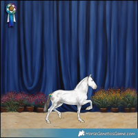 Horse Color:White Spotted Liver Chestnut Splash Appaloosa