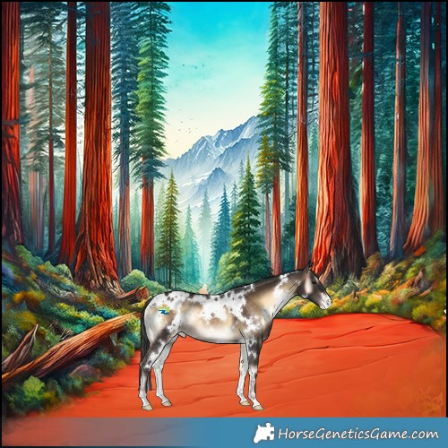 Horse Color:White Spotted Brown Onyx Appaloosa 