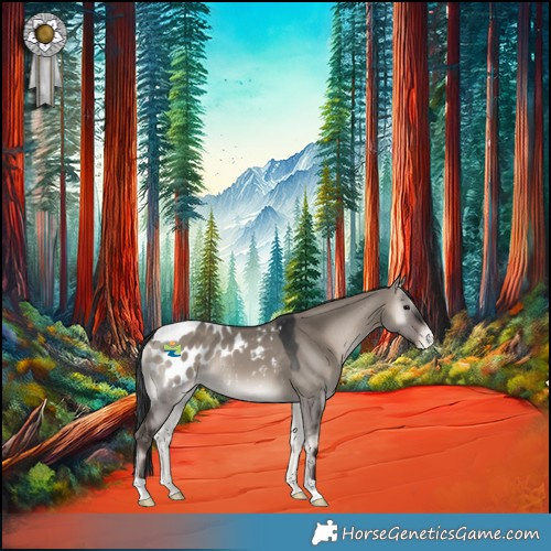 Horse Color:Grullo Onyx Appaloosa