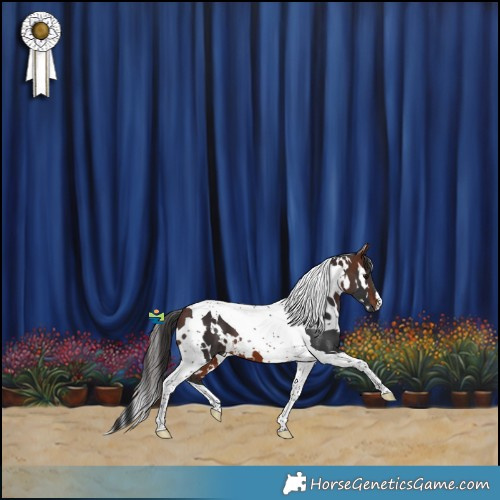 Horse Color:White Spotted Brown Tobiano