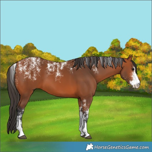 Horse Color:Powder White Bay